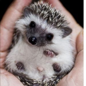 Meet your Posher, Cam